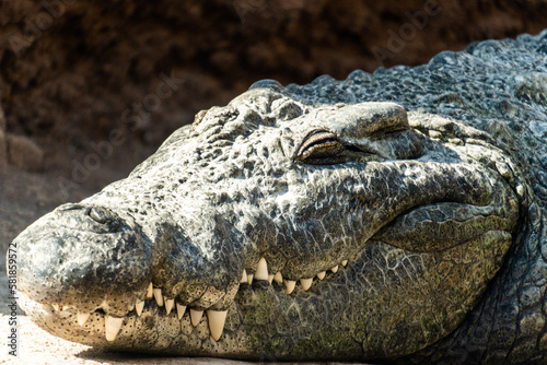 alligator in the zoo