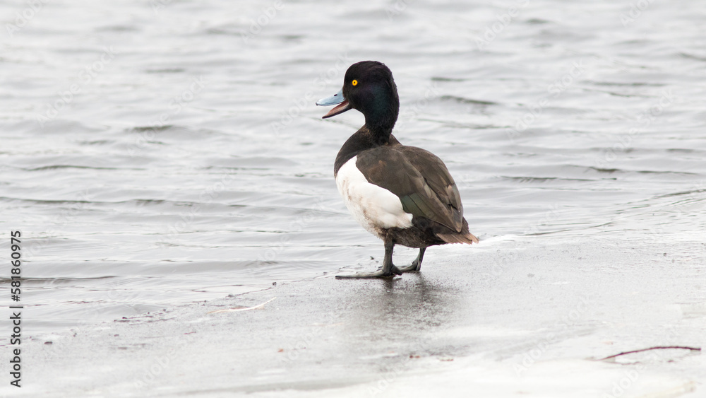 Fototapeta premium black headed gull