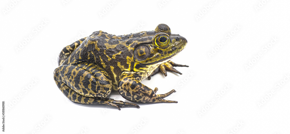 American bullfrog - Lithobates or Rana catesbeianus - large male with ...