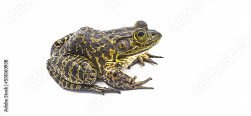 American bullfrog - Lithobates or Rana catesbeianus - large male with tympanum larger than eye size.  side profile view isolated on white background photo