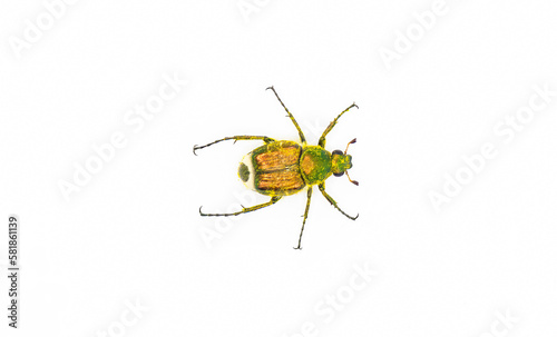 emerald flower scarab or metallic green flower scarab - Trichiotinus lunulatus - dorsal top view. Isolated on white background