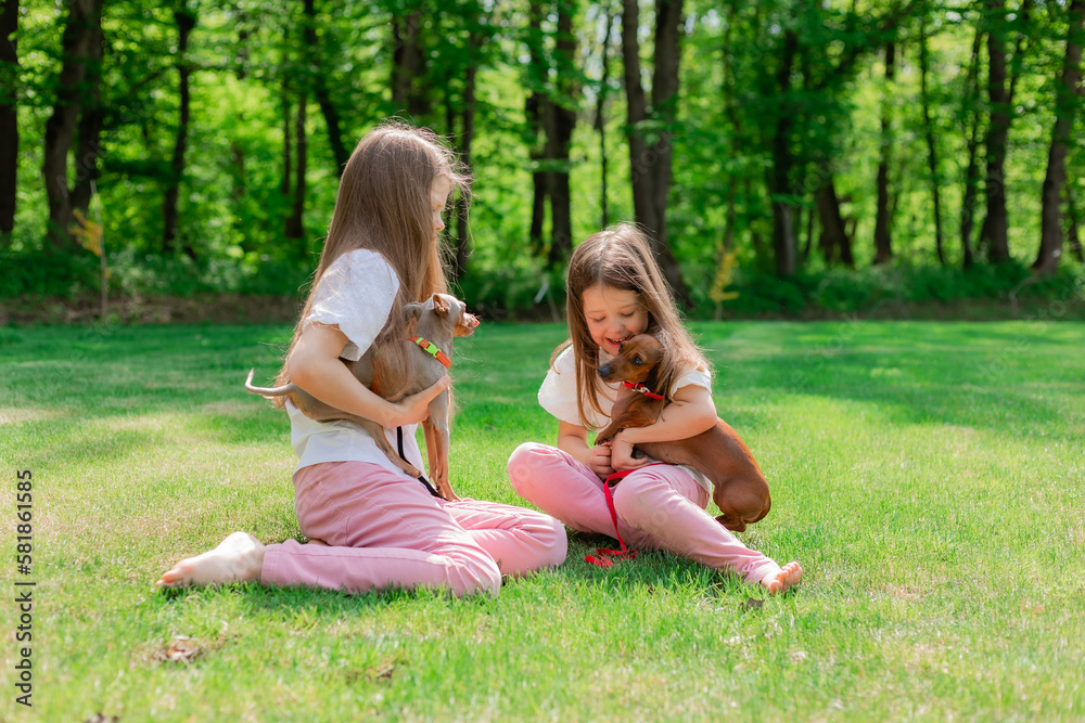 two happy little girls are walking in the park in the summer with their pets, small dogs dachshund and chihuahua. children's day two happy little girls are walking in the park in the summer with their pets, small dogs dachshund and chihuahua. children's day