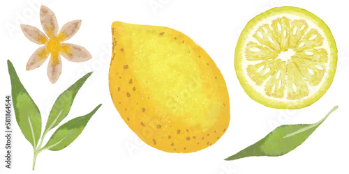 set of the illustrations of lemon, lemon slice, a leaf and a flower and made painted desing with fruits on transparent background