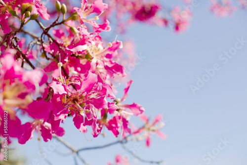 spring blossom © iravgustin