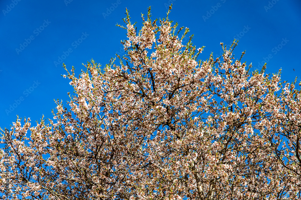 Almond trees in bloom with a brutal contrast with the blue sky in early spring and the white, red and pink flowers with green branches, this is one of the most beautiful flowers that exist. Almond trees in bloom with a brutal contrast with the blue sky in early spring and the white, red and pink flowers with green branches, this is one of the most beautiful flowers that exist.