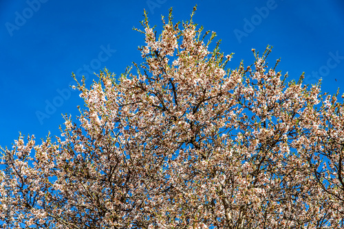 Almond trees in bloom with a brutal contrast with the blue sky in early spring and the white, red and pink flowers with green branches, this is one of the most beautiful flowers that exist.