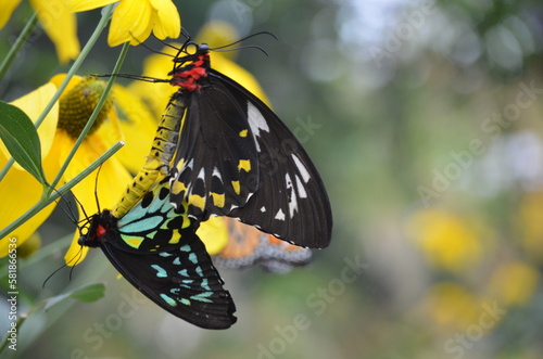 Common green birdwing butterfly photo