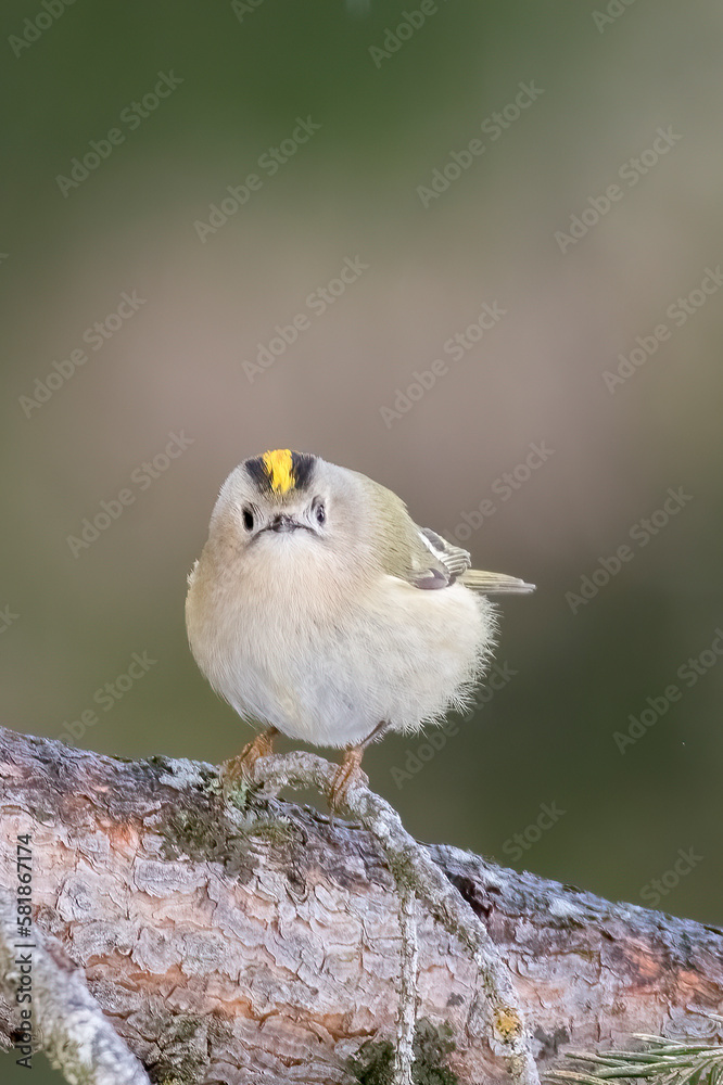 Goldcrest (Regulus regulus) perched on a pine tree against soft bokeh background - vertical, Italian Alps.