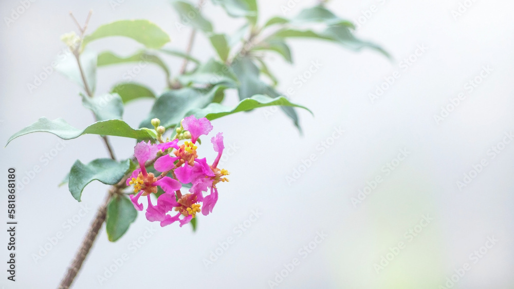 Obraz premium Close-up of sweet pink dwarf cherry blossoms