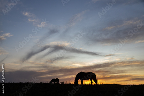 Silhouette of two horses grazing at sunset time in Sao Francisco de Paula  Rio Grande do Sul  Brazil