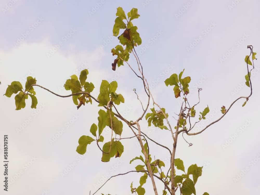 Teak trees blowing in the wind against a white sky background. Teak trees blowing in the wind against a white sky background.