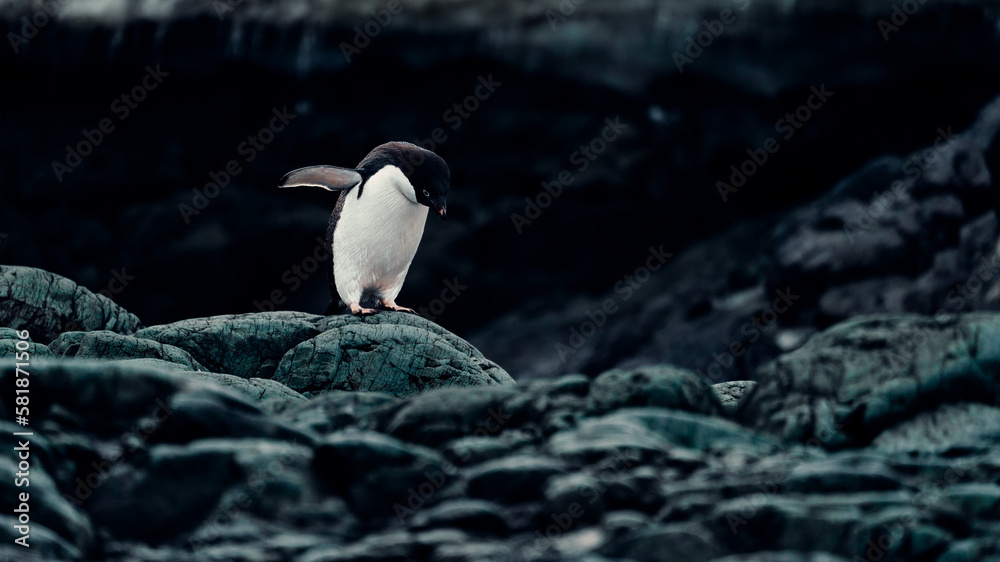 Fototapeta premium Portrait of Lone Adélie Penguin in Antarctica, Navigating Rocky Terrain