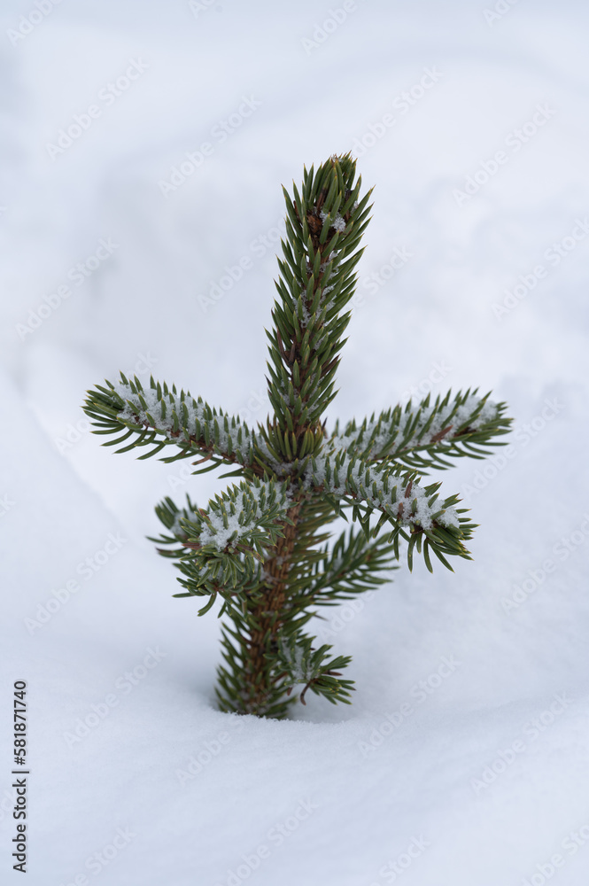 A small Christmas tree grows through a layer of snow