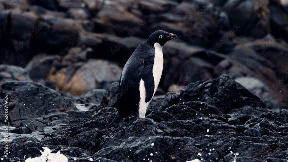 Fototapeta premium Portrait of Adélie Penguin in Antarctica On Rocky Coast