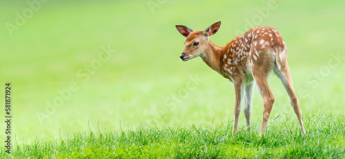 fallow deer- baby animal photo
