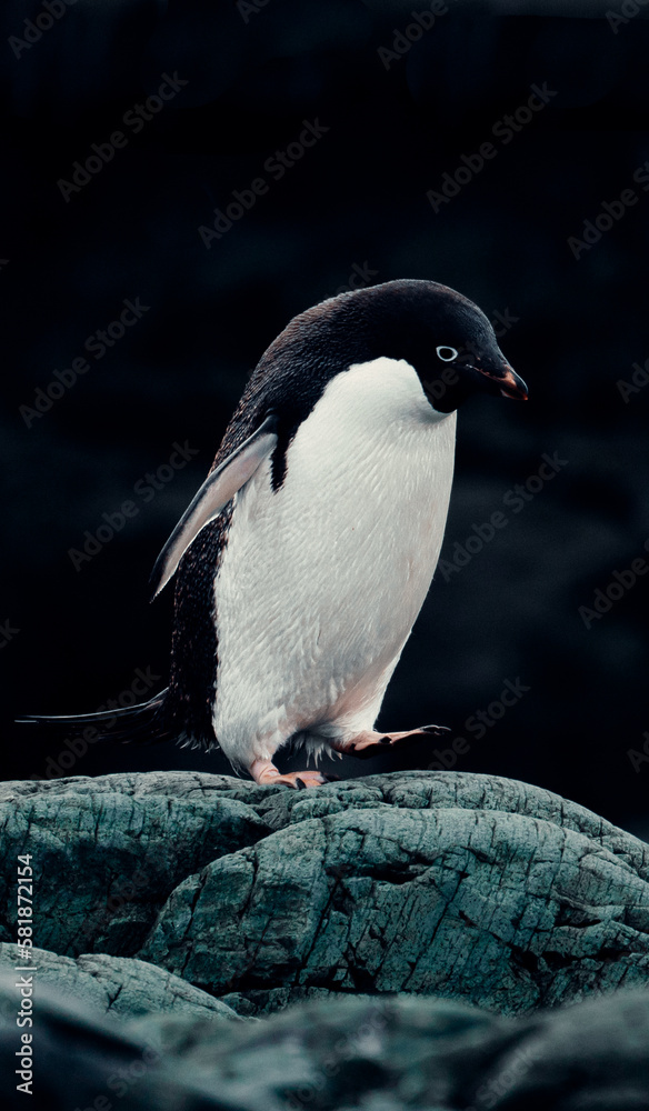 Fototapeta premium Portrait of Adélie Penguin in Antarctica Walking over Rocks