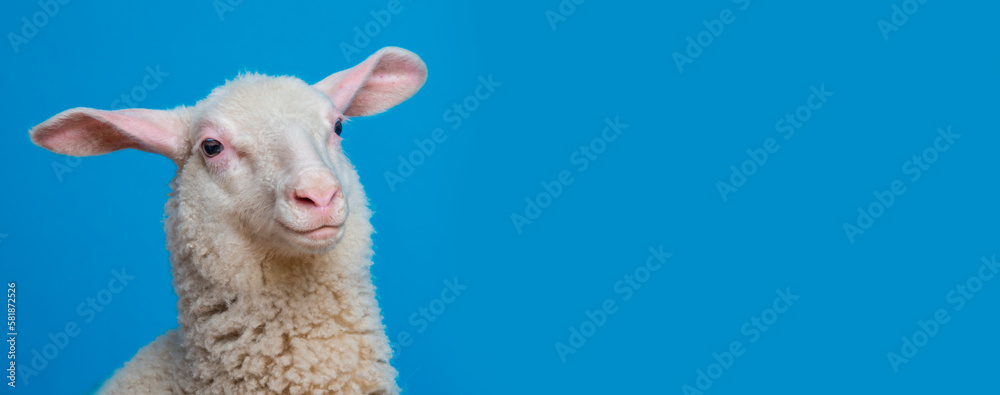 Naklejka premium a happy lamb - portrait on a blue background