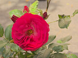 Single red rose in the garden, selective focus - rosaceae 