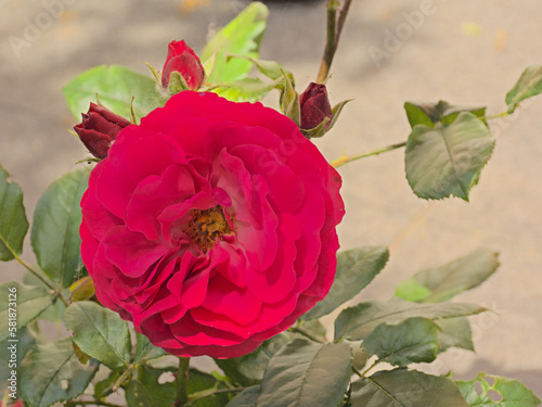 Single red rose in the garden, selective focus - rosaceae  photo