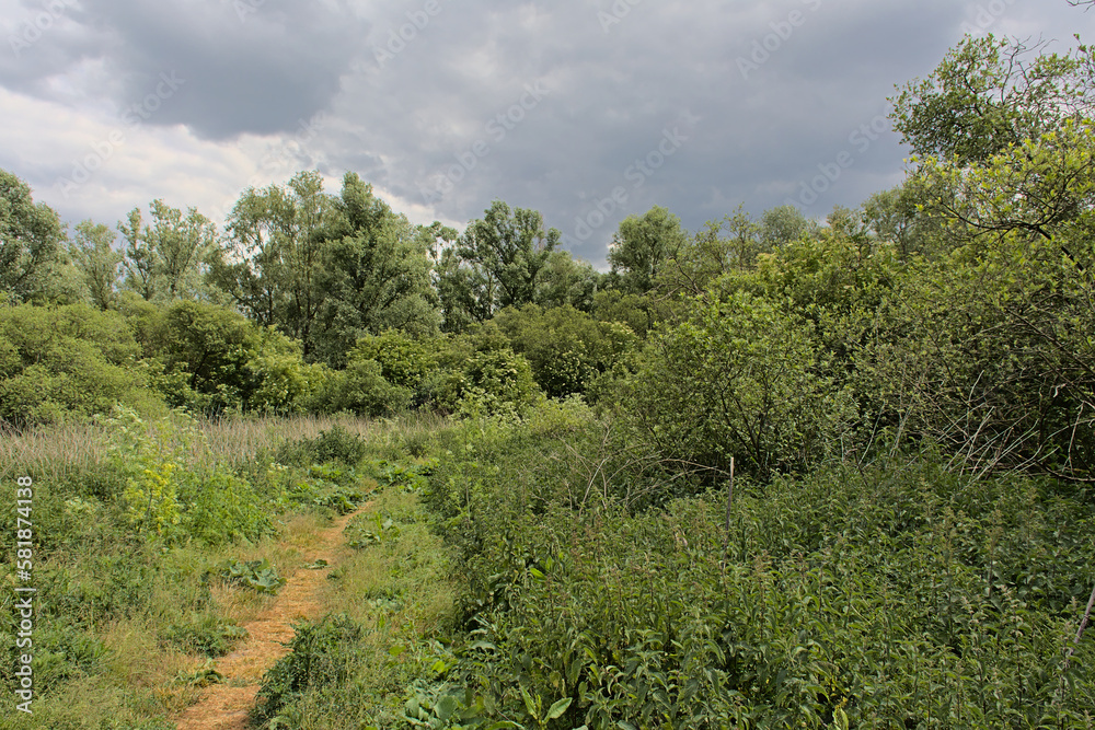 Hiking trail throug the a field with elder trees and reed on a cloudy day in Scheldt valley near Gavere, Flanders, Belgium Hiking trail throug the a field with elder trees and reed on a cloudy day in Scheldt valley near Gavere, Flanders, Belgium