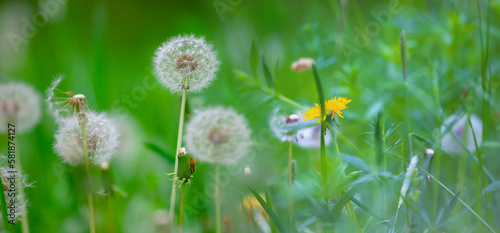 closeup dandelion flowers in green grass