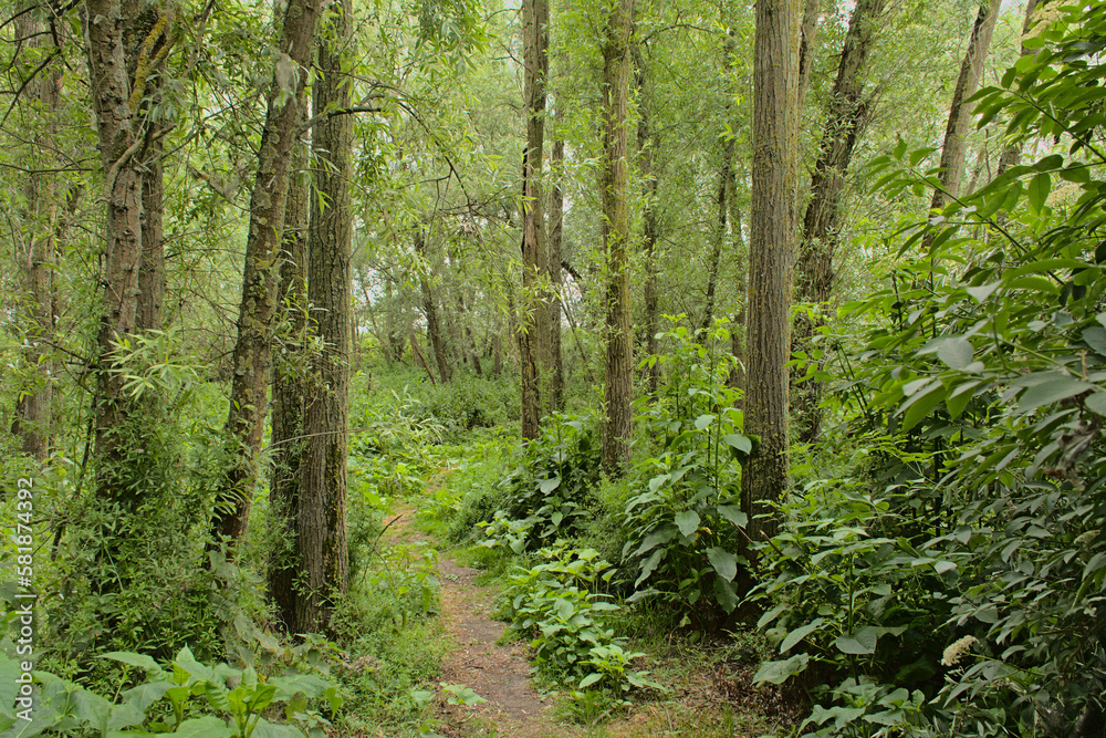 Hiking trail through a lush green spring forest near Gavere, Flanders, Belgium