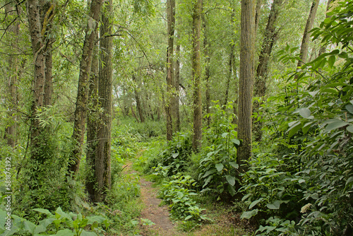 Hiking trail through a lush green spring forest near Gavere, Flanders, Belgium