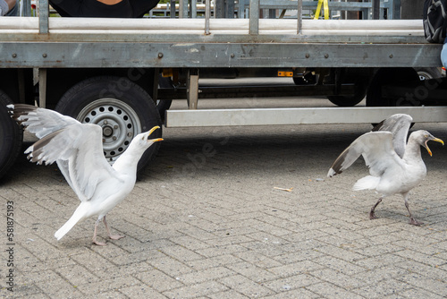 loud aggressive seagulls in Rotterdam squawk and compete for scraps of food that fall on the floor or are given by people