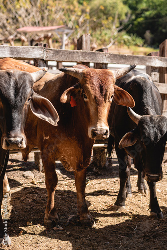 vertical view of several bulls outdoors in a corral looking at the camera 