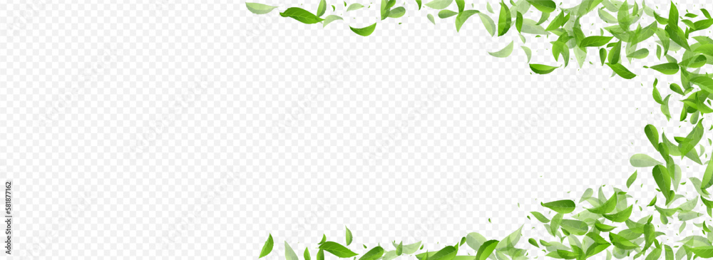 Mint Leaf Fresh Vector Panoramic Transparent Mint Leaf Fresh Vector Panoramic Transparent