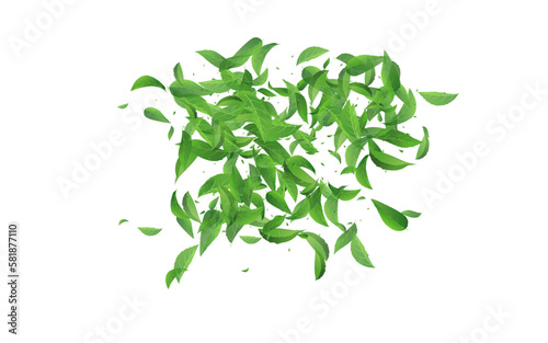 Mint Leaf Forest Vector White Background