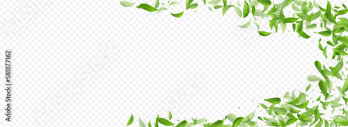 Mint Leaf Fresh Vector Panoramic Transparent