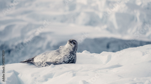 Weddell Seal, Resting on Ice, In Antarctica Being Curious