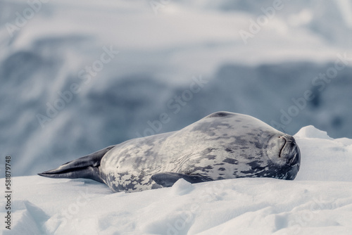 Weddell Seal, Resting on Ice, In Antarctica Tired from Swimming 