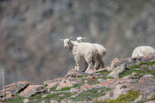 Mountain Goat Kids High in the Rockies