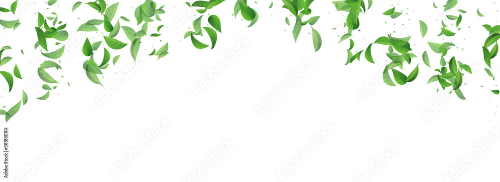 Olive Leaf Nature Vector Panoramic White