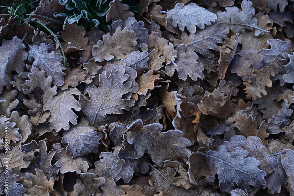 Frozen oak tree leaves, background Frozen oak tree leaves, background