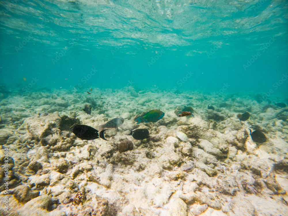 Fototapeta premium corals and tropical fish underwater sea life