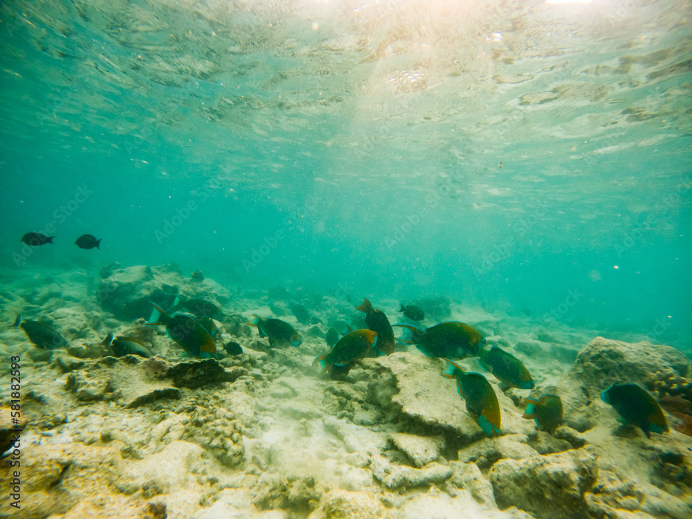 Fototapeta premium corals and tropical fish underwater sea life