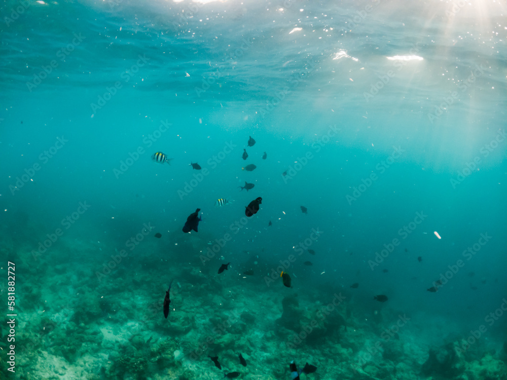 corals and tropical fish underwater sea life corals and tropical fish underwater sea life