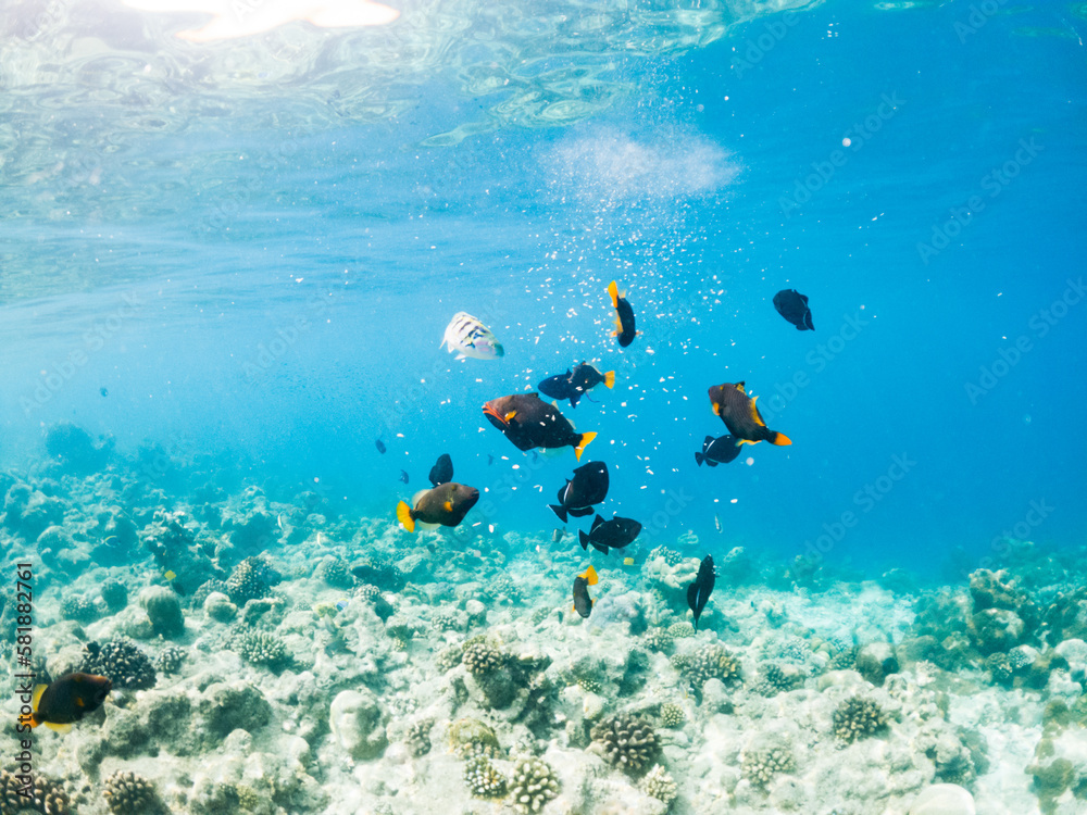 Fototapeta premium corals and tropical fish underwater sea life