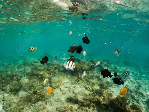 corals and tropical fish underwater sea life © Melinda Nagy