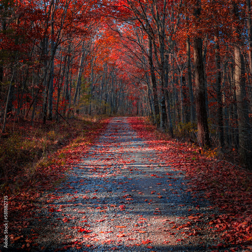 path in forest