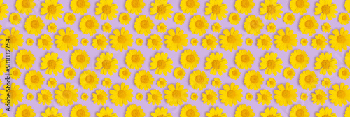 Seamless pattern with yellow spiny daisy for Spring holidays  Women Day  Wedding Day on purple background. Flower banner.