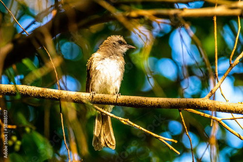 The yellow-vented bulbul (Pycnonotus goiavier), or eastern yellow-vented bulbul photo