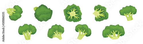 Broccoli as Edible Green Plant with Flowering Head and Stalk Vector Set