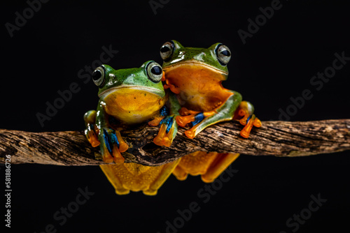 Wallace's flying frog (Rhacophorus nigropalmatus), also known as the gliding frog photo