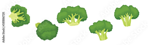 Broccoli as Edible Green Plant with Flowering Head and Stalk Vector Set