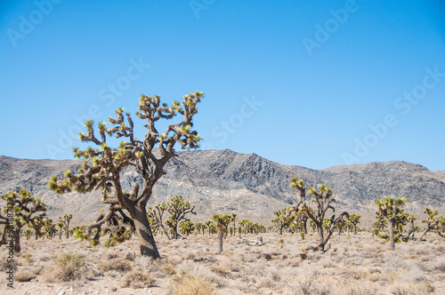 Joshua tree forest