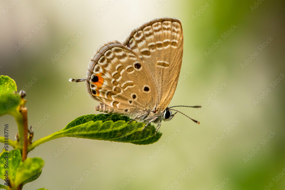 small butterfly perched in flowers